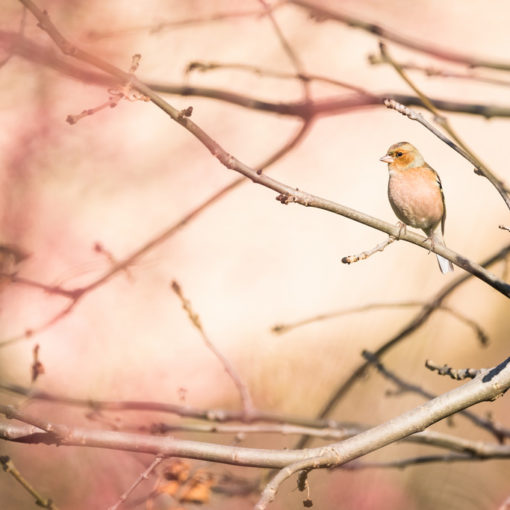 Pinson des arbres / Fringilla coelebs