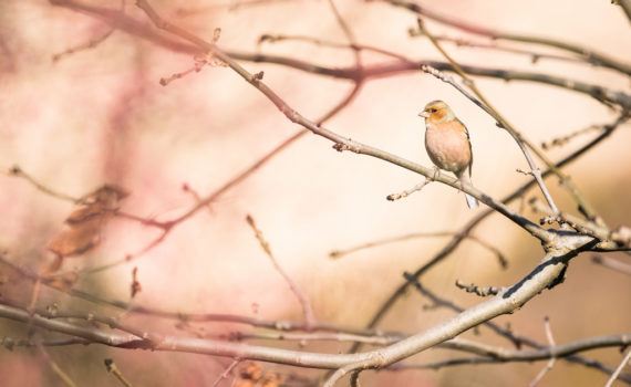 Pinson des arbres / Fringilla coelebs