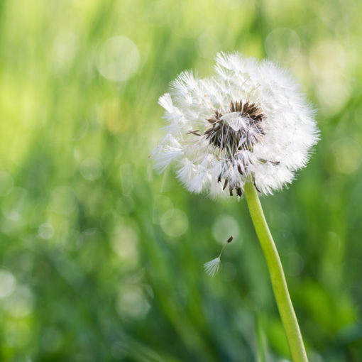 Pissenlit / Taraxacum officinale