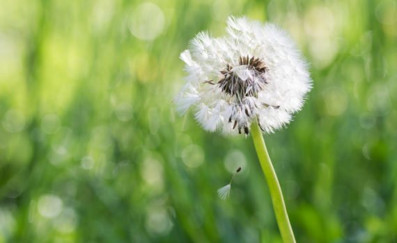 Pissenlit / Taraxacum officinale