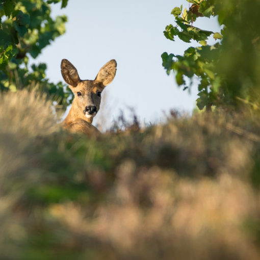 Chevreuil / Capreolus capreolus