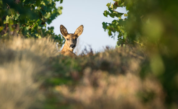 Chevreuil / Capreolus capreolus