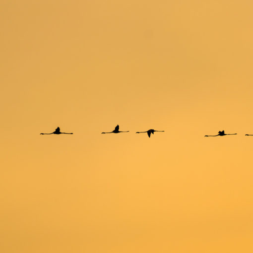 Flamant rose / Phoenicopterus roseus