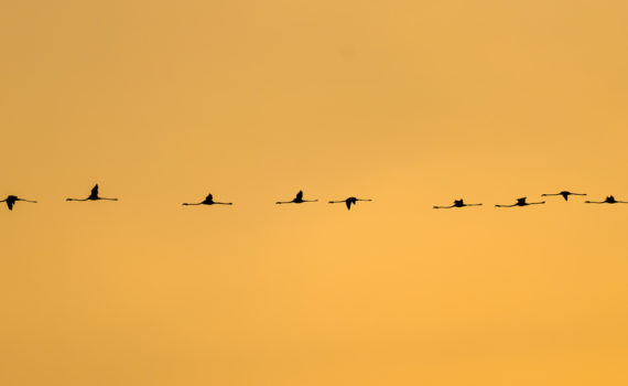 Flamant rose / Phoenicopterus roseus