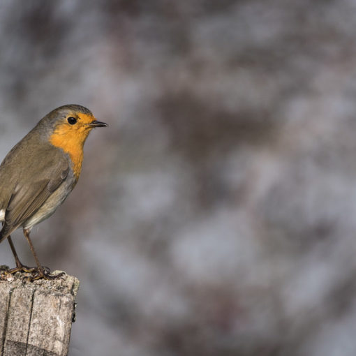 Rougegorge familier / Erithacus rubecula