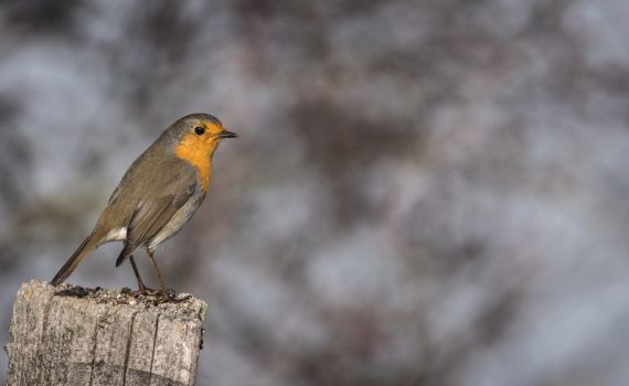 Rougegorge familier / Erithacus rubecula