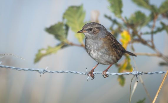 Accenteur mouchet / Prunella modularis