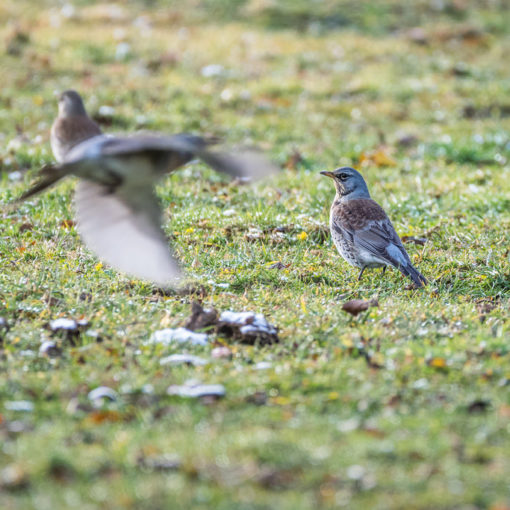 Grive litorne / Turdus pilaris