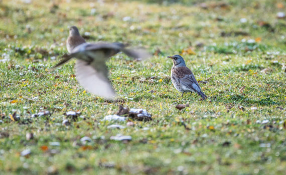 Grive litorne / Turdus pilaris