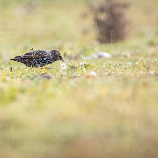 Étourneau sansonnet / Sturnus vulgaris