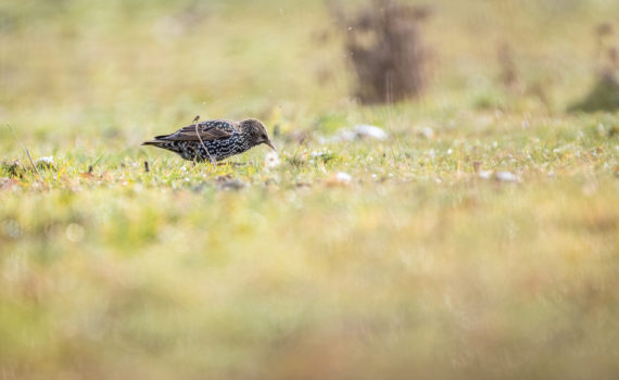 Étourneau sansonnet / Sturnus vulgaris