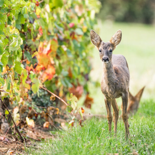 Chevreuil / Capreolus capreolus