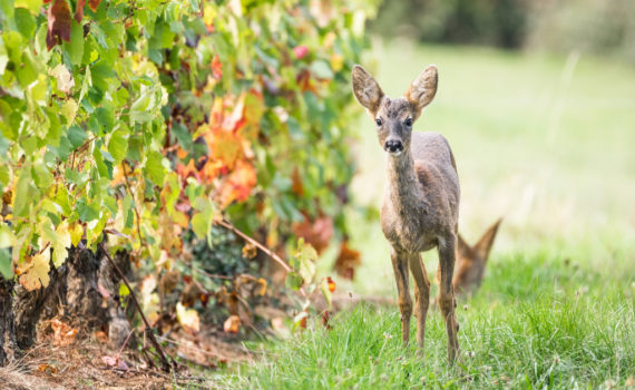 Chevreuil / Capreolus capreolus