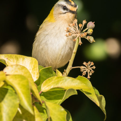 Roitelet triple-bandeau / Regulus ignicapilla