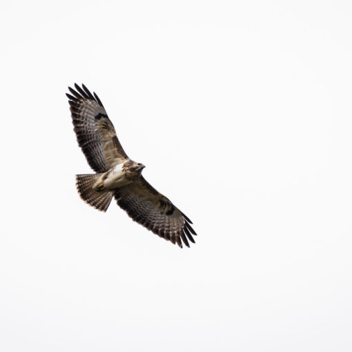 Buse variable / Buteo buteo