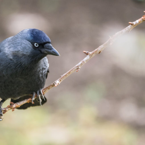 Choucas des tours / Corvus monedula