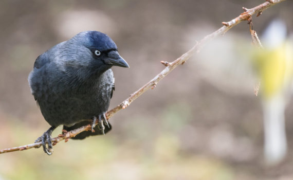 Choucas des tours / Corvus monedula