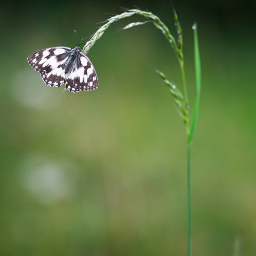 Demi-deuil / Melanargia galathea