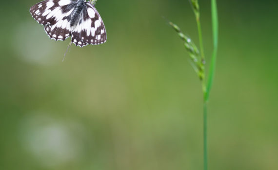 Demi-deuil / Melanargia galathea