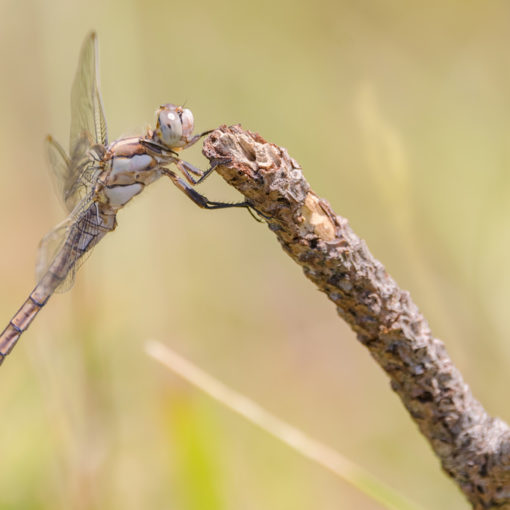 Orthétrum bleuissant / Orthetrum coerulescens