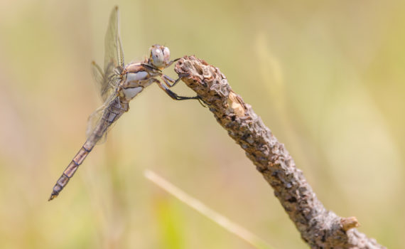 Orthétrum bleuissant / Orthetrum coerulescens