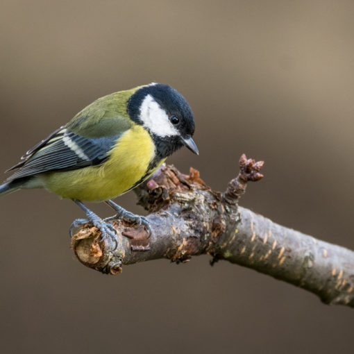 Mésange charbonnière / Parus major