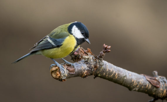 Mésange charbonnière / Parus major