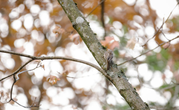 Grimpereau des jardins / Certhia brachydactyla