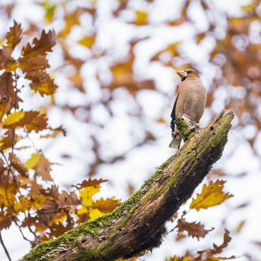 Gros bec casse-noyaux / Coccothraustes coccothraustes