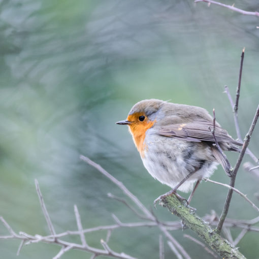 Rougegorge familier / Erithacus rubecula