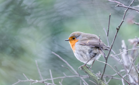 Rougegorge familier / Erithacus rubecula