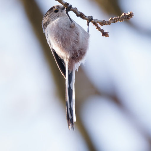 Mésange à longue queue / Aegithalos caudatus