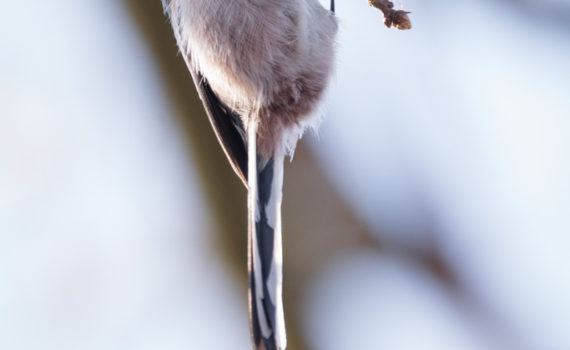 Mésange à longue queue / Aegithalos caudatus