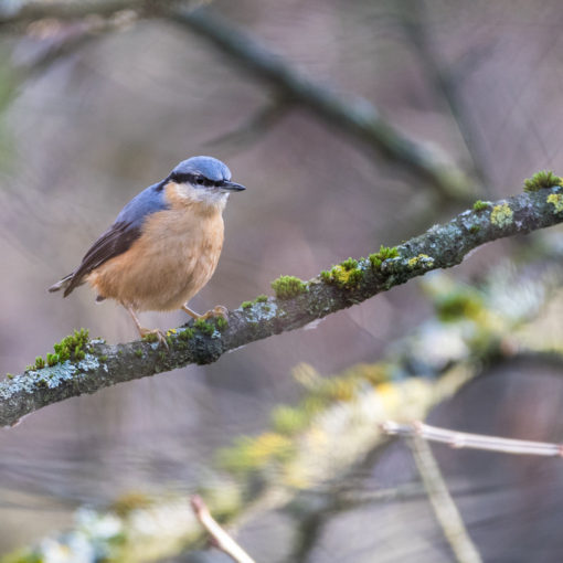 Sittelle torchepot / Sitta europaea