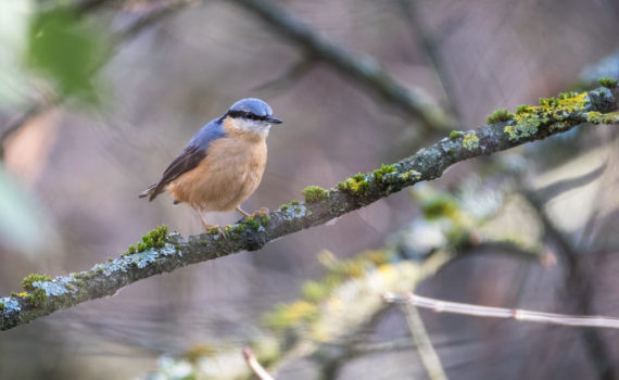 Sittelle torchepot / Sitta europaea