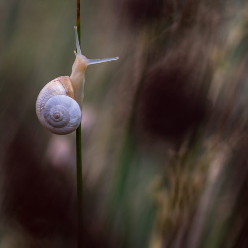 Escargot / Theba pisana