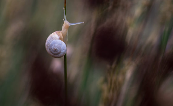 Escargot / Theba pisana