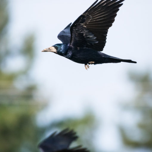 Corbeau freux / Corvus frugilegus