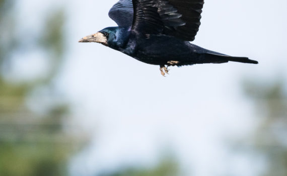 Corbeau freux / Corvus frugilegus