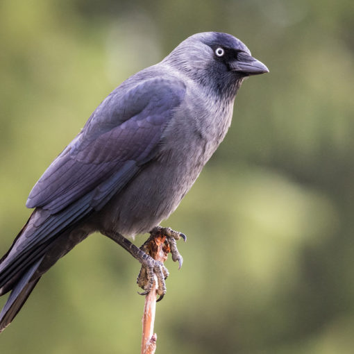 Choucas des tours / Corvus monedula