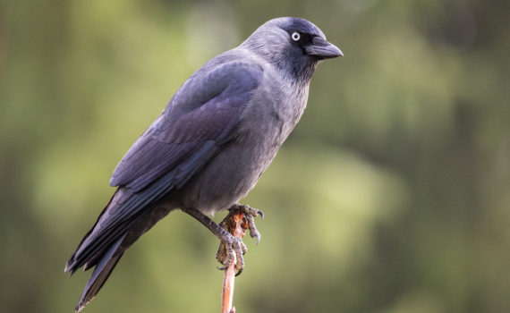 Choucas des tours / Corvus monedula