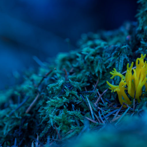 Clavaire dorée / Ramaria aurantiaca