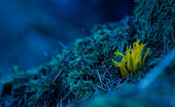 Clavaire dorée / Ramaria aurantiaca