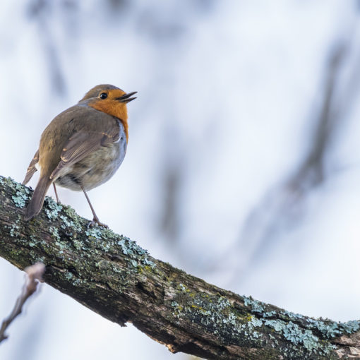 Rougegorge familier / Erithacus rubecula