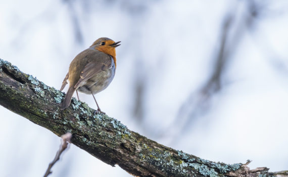 Rougegorge familier / Erithacus rubecula