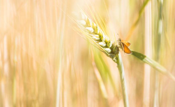 Hespérie de la Houque / Thymelicus sylvestris