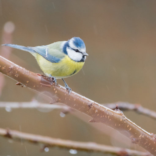 Mésange bleue / Cyanistes caeruleus