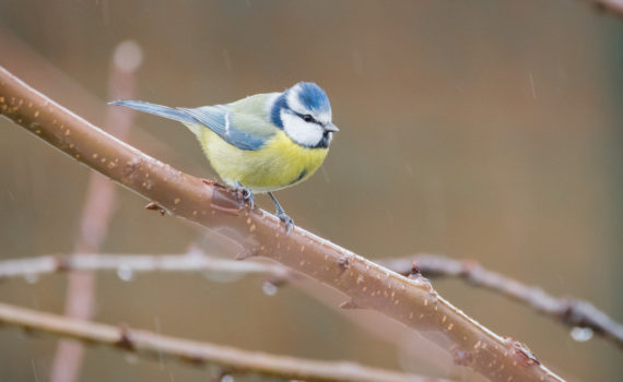 Mésange bleue / Cyanistes caeruleus