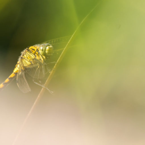 Orthétrum réticulé / Orthetrum cancellatum