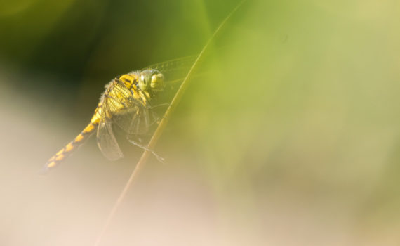 Orthétrum réticulé / Orthetrum cancellatum